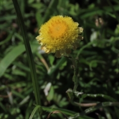 Coronidium gunnianum at Reidsdale, NSW - 29 Mar 2021