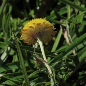 Coronidium gunnianum at Reidsdale, NSW - 29 Mar 2021