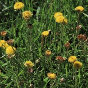 Coronidium gunnianum at Reidsdale, NSW - 29 Mar 2021