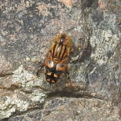 Eristalinus punctulatus (Golden Native Drone Fly) at Paddys River, ACT - 14 Dec 2021 by HelenCross