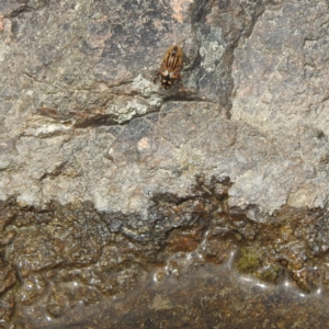 Eristalinus punctulatus at Paddys River, ACT - 14 Dec 2021
