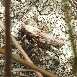 Brachyexarna lobipennis at Paddys River, ACT - 14 Dec 2021