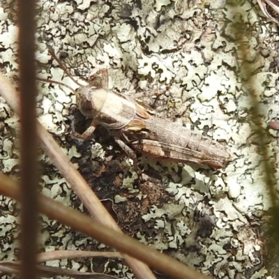 Brachyexarna lobipennis (Stripewinged meadow grasshopper) at Lions Youth Haven - Westwood Farm A.C.T. - 14 Dec 2021 by HelenCross