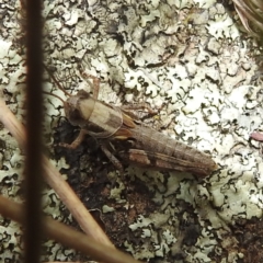 Brachyexarna lobipennis at Paddys River, ACT - 14 Dec 2021 01:57 PM