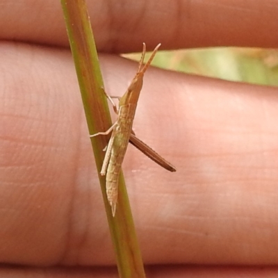 Keyacris scurra (Key's Matchstick Grasshopper) at Lions Youth Haven - Westwood Farm A.C.T. - 14 Dec 2021 by HelenCross