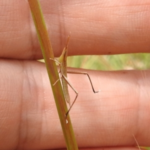 Keyacris scurra at Paddys River, ACT - 14 Dec 2021 02:05 PM