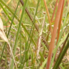 Tenodera australasiae (Purple-winged mantid) at Paddys River, ACT - 14 Dec 2021 by HelenCross