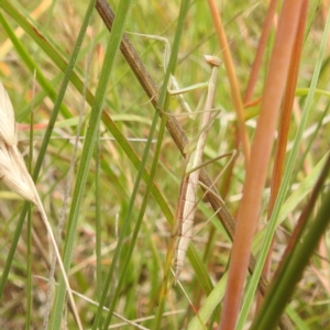 Tenodera australasiae at Paddys River, ACT - 14 Dec 2021