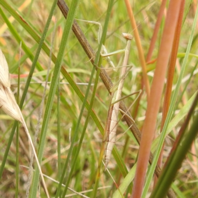 Tenodera australasiae at Lions Youth Haven - Westwood Farm A.C.T. - 14 Dec 2021 by HelenCross