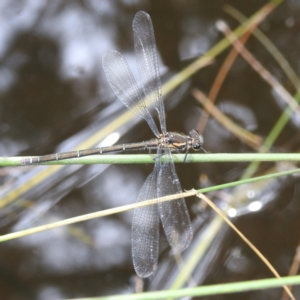 Austroargiolestes icteromelas at Paddys River, ACT - 14 Dec 2021