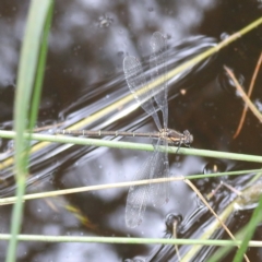 Austroargiolestes icteromelas at Paddys River, ACT - 14 Dec 2021 02:14 PM