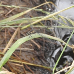 Austroargiolestes icteromelas at Paddys River, ACT - 14 Dec 2021 02:14 PM