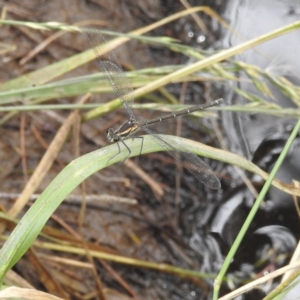 Austroargiolestes icteromelas at Paddys River, ACT - 14 Dec 2021