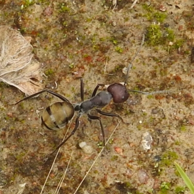 Camponotus suffusus (Golden-tailed sugar ant) at Lions Youth Haven - Westwood Farm A.C.T. - 14 Dec 2021 by HelenCross