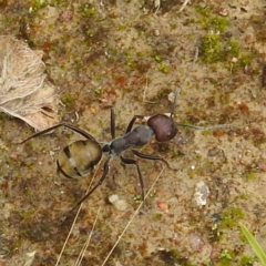 Camponotus suffusus (Golden-tailed sugar ant) at Kambah, ACT - 14 Dec 2021 by HelenCross