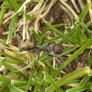 Camponotus suffusus at Kambah, ACT - 14 Dec 2021