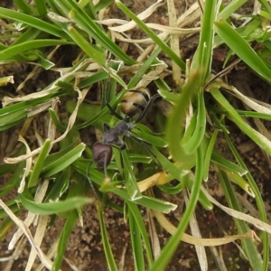 Camponotus suffusus at Kambah, ACT - 14 Dec 2021
