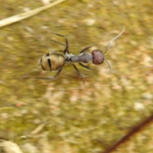 Camponotus suffusus at Kambah, ACT - 14 Dec 2021