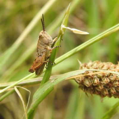 Phaulacridium vittatum (Wingless Grasshopper) at Lions Youth Haven - Westwood Farm A.C.T. - 14 Dec 2021 by HelenCross