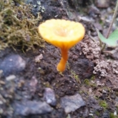 Lichenomphalia chromacea (Yellow Navel) at Bruce, ACT - 5 Dec 2021 by 1pepsiman