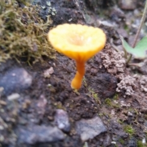 Lichenomphalia chromacea at Bruce, ACT - 5 Dec 2021