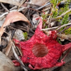 Aseroe rubra (Anemone Stinkhorn) at O'Connor, ACT - 14 Dec 2021 by 1pepsiman