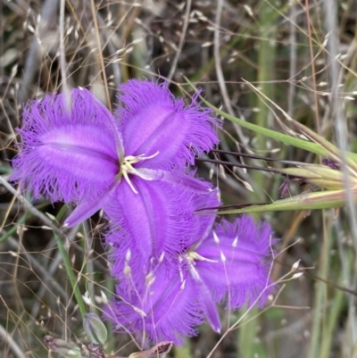 Thysanotus tuberosus (Common Fringe-lily) at Kambah, ACT - 14 Dec 2021 by Brad