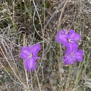 Thysanotus tuberosus at Kambah, ACT - 14 Dec 2021