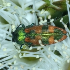 Castiarina hilaris (A jewel beetle) at Urila, NSW - 12 Dec 2021 by jbromilow50