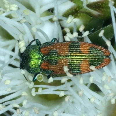 Castiarina hilaris (A jewel beetle) at QPRC LGA - 12 Dec 2021 by jbromilow50