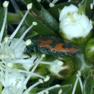 Castiarina hilaris at Urila, NSW - 12 Dec 2021