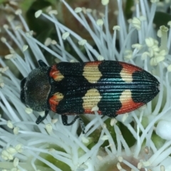 Castiarina sexplagiata (Jewel beetle) at Urila, NSW - 12 Dec 2021 by jb2602