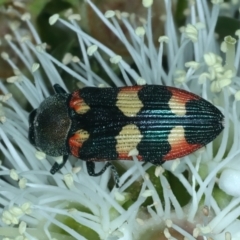 Castiarina sexplagiata (Jewel beetle) at QPRC LGA - 12 Dec 2021 by jbromilow50