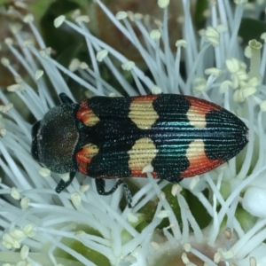 Castiarina sexplagiata at Urila, NSW - 12 Dec 2021