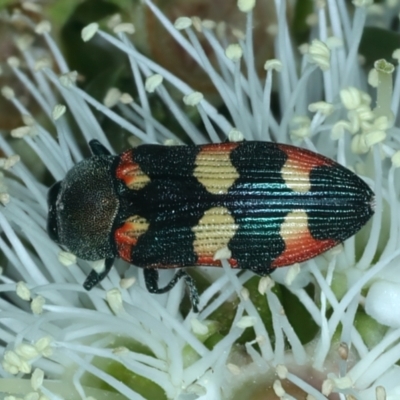 Castiarina sexplagiata (Jewel beetle) at QPRC LGA - 12 Dec 2021 by jbromilow50