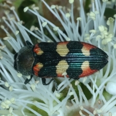 Castiarina sexplagiata (Jewel beetle) at Urila, NSW - 12 Dec 2021 by jbromilow50