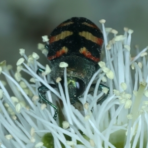 Castiarina sexplagiata at Urila, NSW - 12 Dec 2021