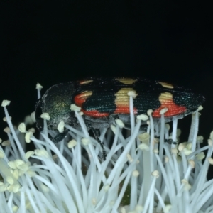 Castiarina sexplagiata at Urila, NSW - 12 Dec 2021