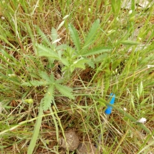 Potentilla recta at Hall, ACT - 29 Oct 2017 09:50 AM