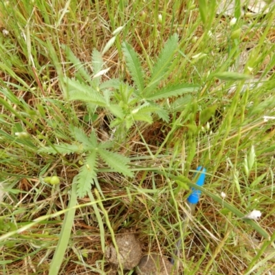 Potentilla recta (Sulphur Cinquefoil) at Hall, ACT - 29 Oct 2017 by Rosie