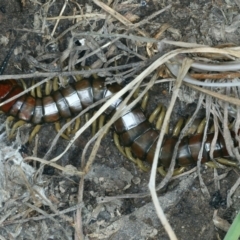 Cormocephalus aurantiipes (Orange-legged Centipede) at Urila, NSW - 12 Dec 2021 by jbromilow50