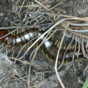 Cormocephalus aurantiipes at Urila, NSW - 12 Dec 2021