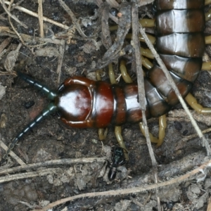 Cormocephalus aurantiipes at Urila, NSW - 12 Dec 2021