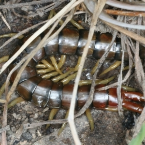 Cormocephalus aurantiipes at Urila, NSW - 12 Dec 2021