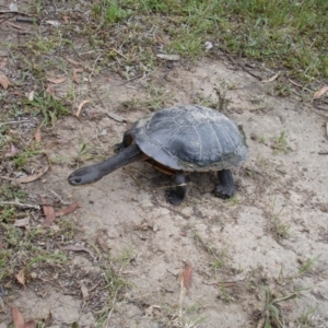 Chelodina longicollis at Gungahlin, ACT - 14 Dec 2021 05:26 PM