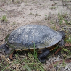 Chelodina longicollis at Gungahlin, ACT - 14 Dec 2021 05:26 PM