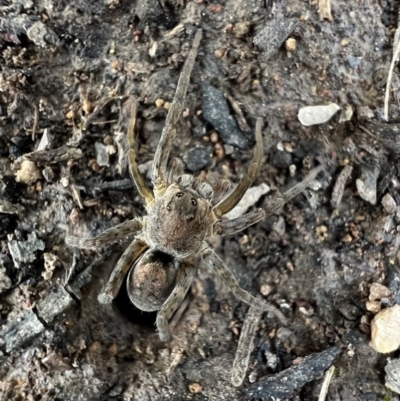 Portacosa cinerea (Grey wolf spider) at Murrumbateman, NSW - 14 Dec 2021 by SimoneC