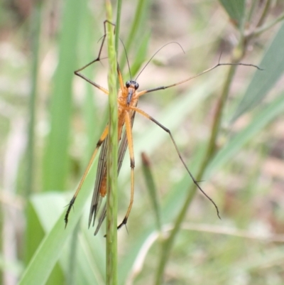 Harpobittacus australis (Hangingfly) at Namadgi National Park - 14 Dec 2021 by AnneG1