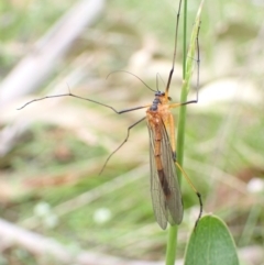 Harpobittacus australis at Paddys River, ACT - 14 Dec 2021 11:12 AM