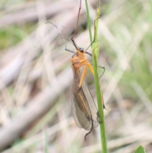 Harpobittacus australis at Paddys River, ACT - 14 Dec 2021